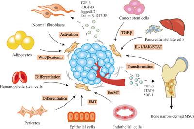 The recent advances of cancer associated fibroblasts in cancer progression and therapy